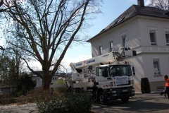 Baumfällung / Baumpflege